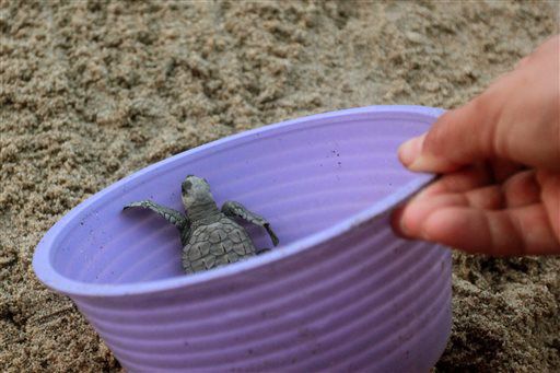 Newly hatched olive ridley sea turtle